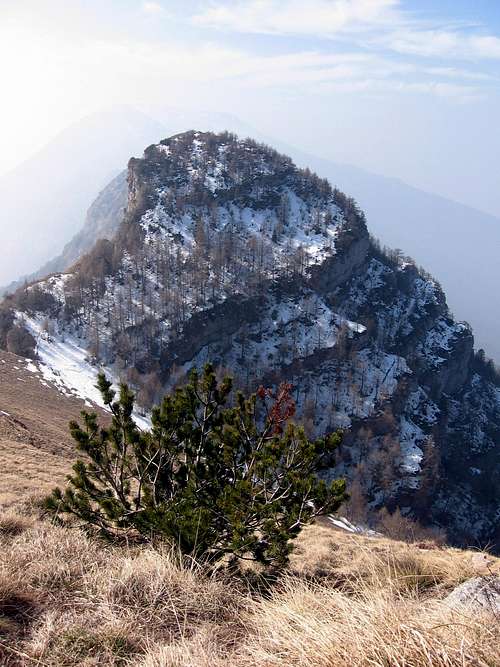 Dwarf pine on the summit crest