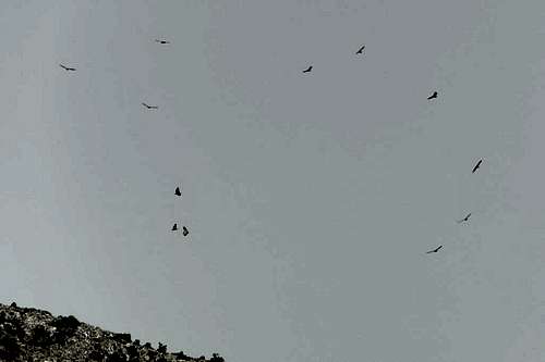 Twelve griffon vultures