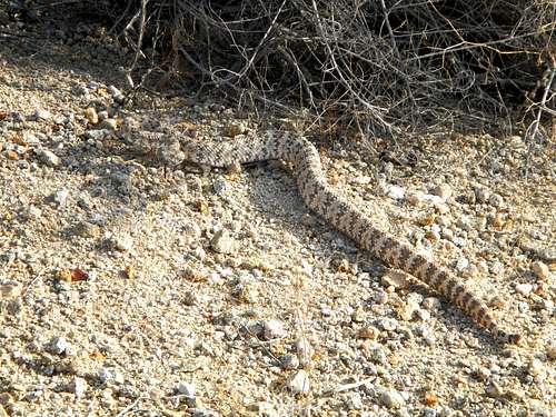 Western Speckled Rattlesnake