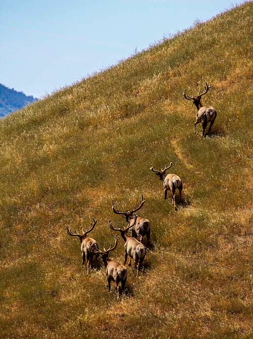 Small herd of elk on  Bald   Mtn.