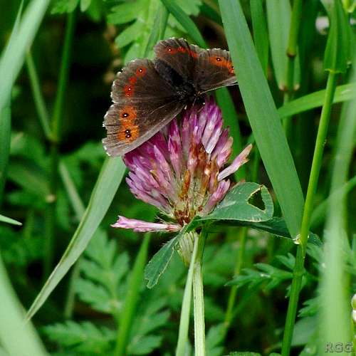Butterfly feeding on Red Clover