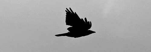 Raven In Flight