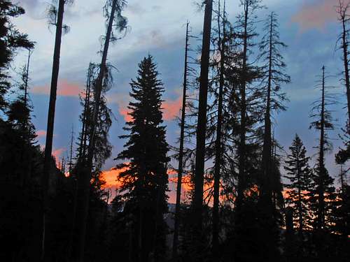 Sunrise through burn trees