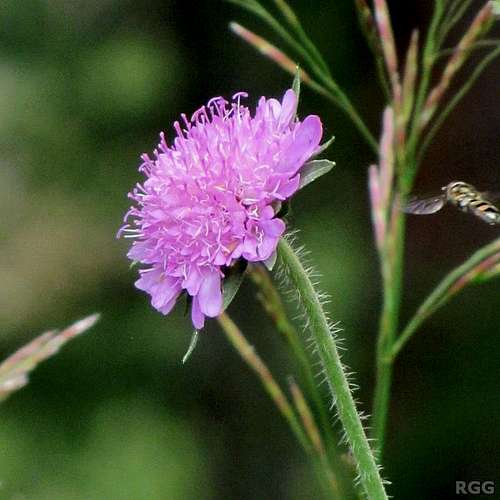 Homing in on a pincushion flower (<i>Scabiosa ...</i>)