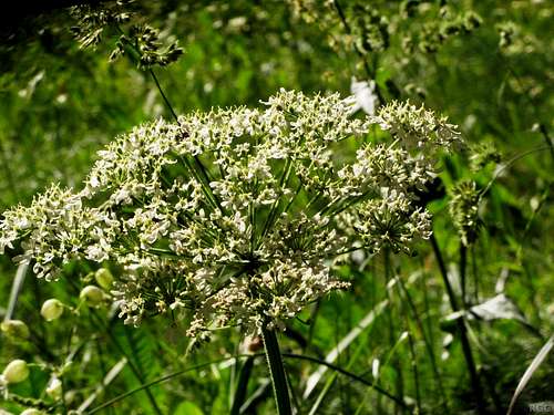 A flowering plant - from the <i>Apiaceae</i> family?