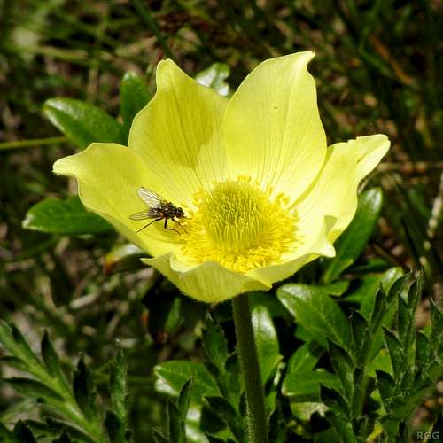 Alpine Anemone (<i>Pulsatilla alpina</i>)