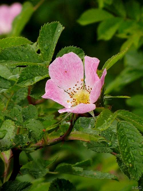 Prickly Rose (<i>Rosa acicularis</i>)?