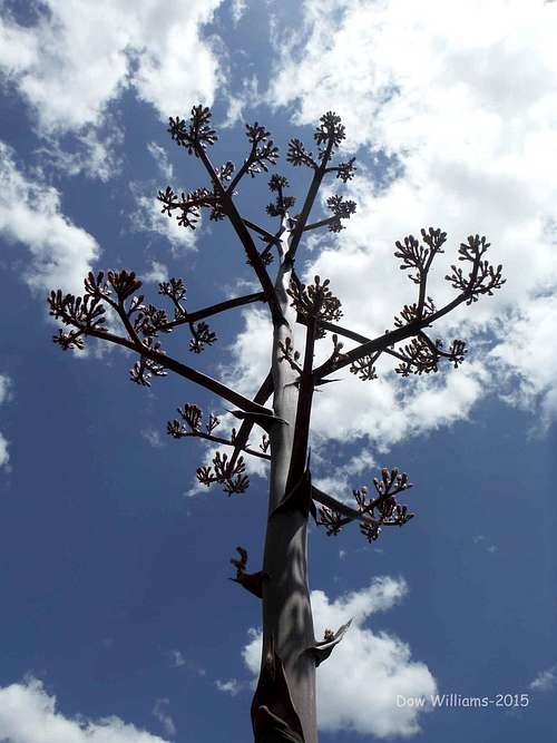 Century Plant Bloom (Agave)