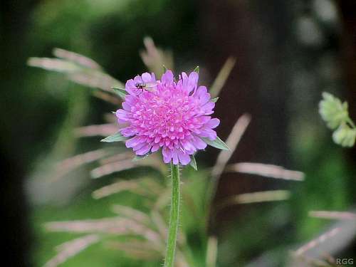 Pincushion flower (<i>Scabiosa</i>)