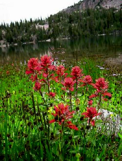 Kamas Lake and wildflowers....