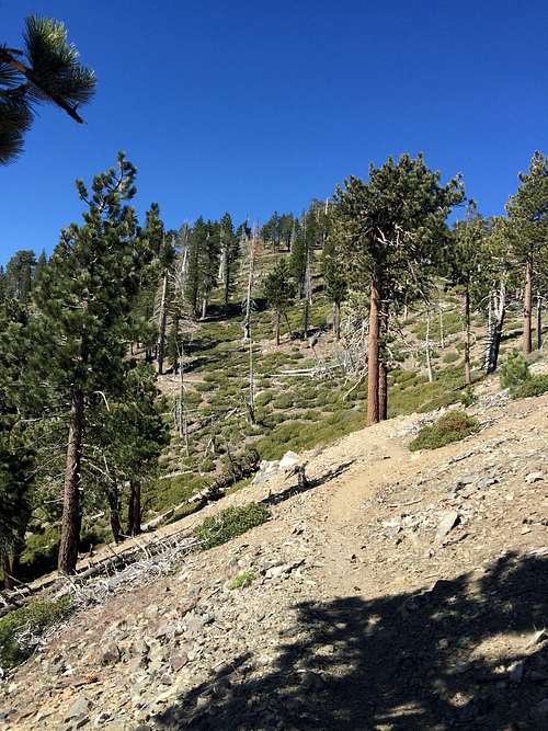 Pacific Crest Trail near Throop Peak