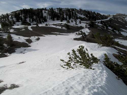 Spruce upper ridge