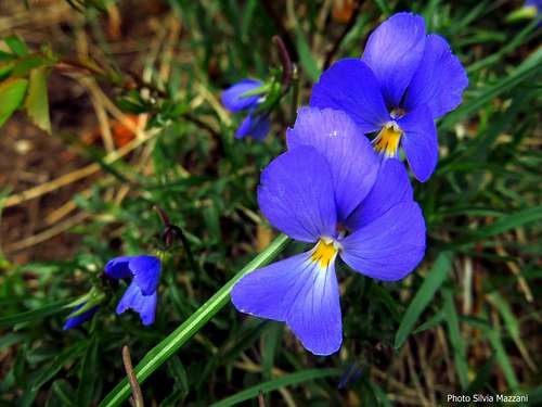 Flora of the Apennines: Viola del Pensiero or Viola Tricolor