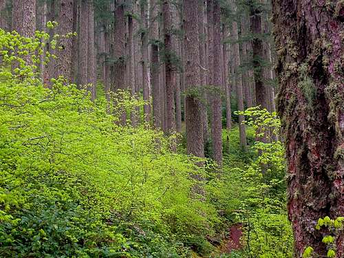 Siuslaw National Forest