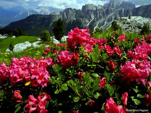 Rododendro or Alpenrose - Passo Giau, Dolomites