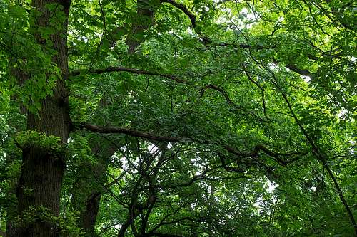 Oak trees in green
