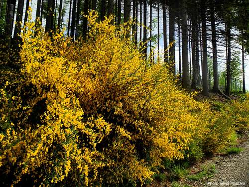Yellow outburst,  Val Parma forest