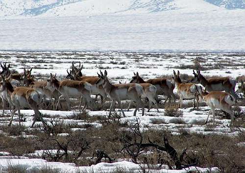 Close up of antelope in the...