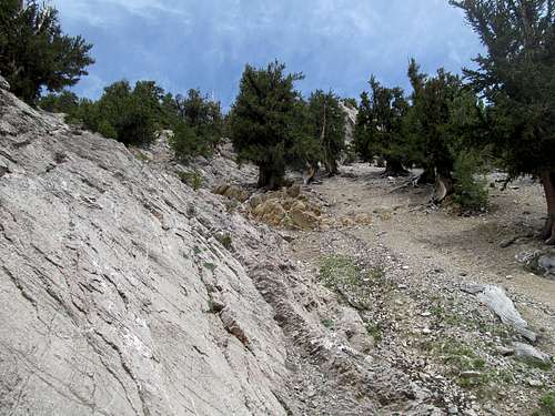steep ascent bristlecone