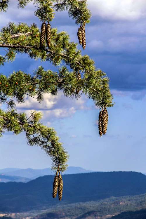 Sugar Pine on Boggs Mtn.