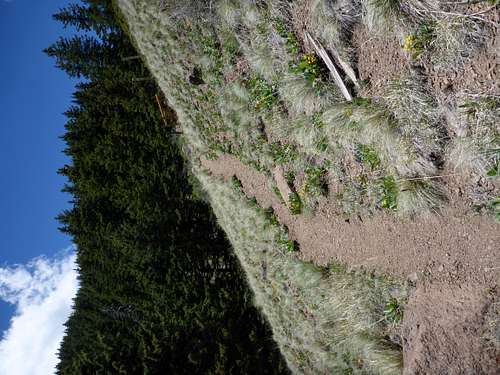 Looking up the shorter steeper trail