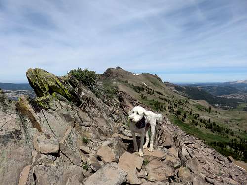 Tahoe (the dog) near the true summit of Covered Wagon Peak