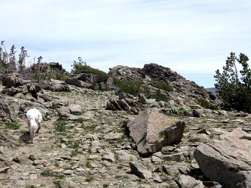 Tahoe (the dog) heading towards the summit of Peak 9795