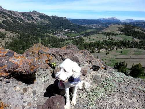 Tahoe (the dog) atop Point 8947 above Kirkwood
