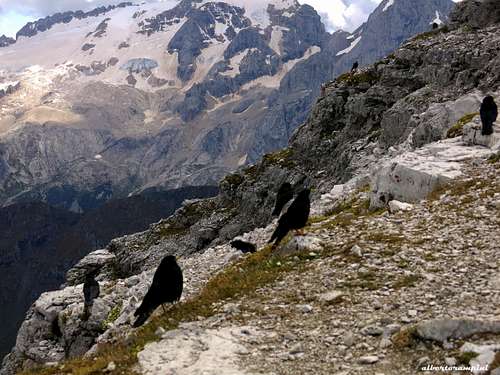 Alpine choughs and Marmolada in background