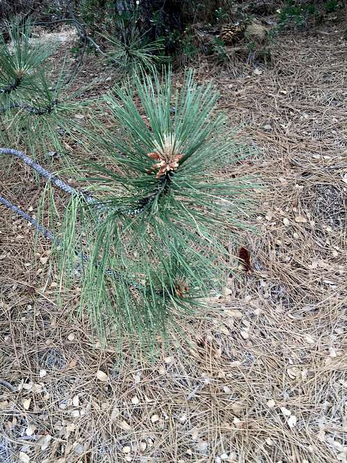 Young Jeffrey Pine