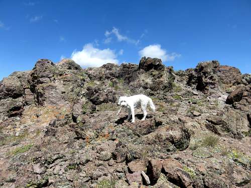 Tahoe (the dog) on the summit rocks of Silver Peak-West Peak