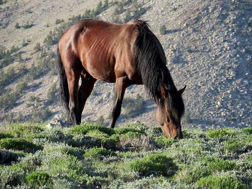 Wild horse on Boundary trail