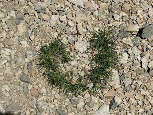 Grass in shaped of a heart on Boundary trail
