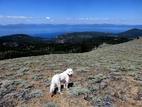 Tahoe (the dog) on Duane Bliss Peak with a view to his namesake