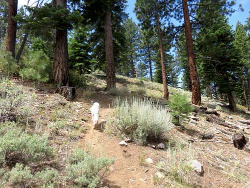 Tahoe (the dog) hiking up the trail