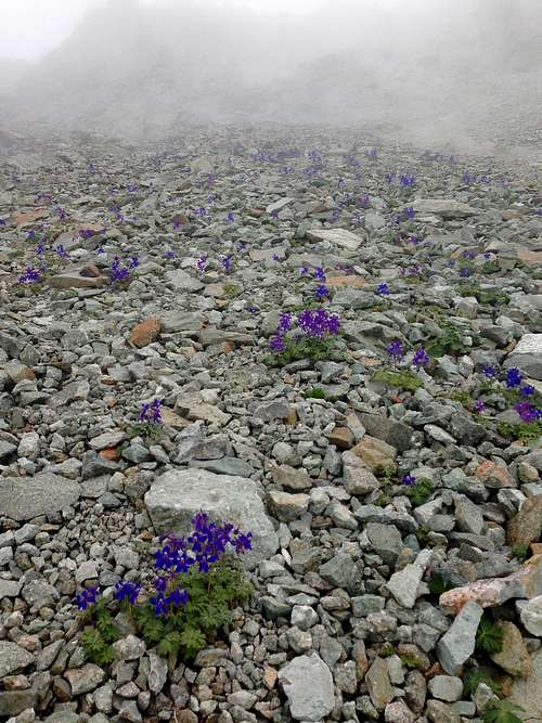 Mountain wildflowers in clouds