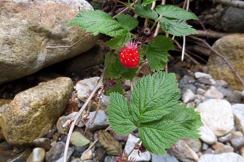 Berries