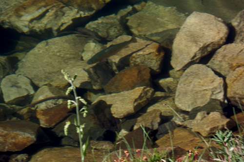 Trout in Cub Lake
