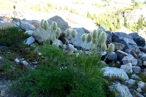 western pasqueflower Anemone