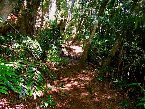 Pico da Tijuca trail with...