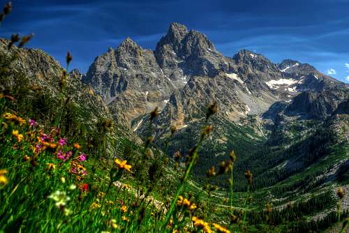 Cascade Canyon in bloom