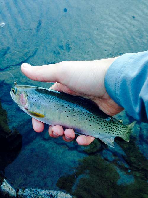 Cutthroat Trout in Lake Ingalls