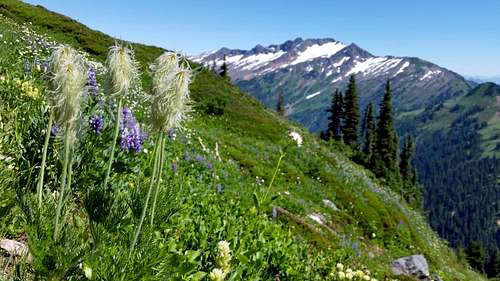 Wild flowers near White Pass