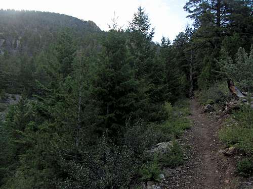 Borah trail in trees