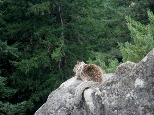 A squirrel on the rocks