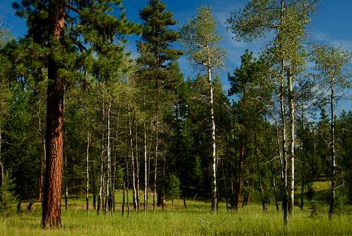 The Ochoco National Forest, Eastern Oregon