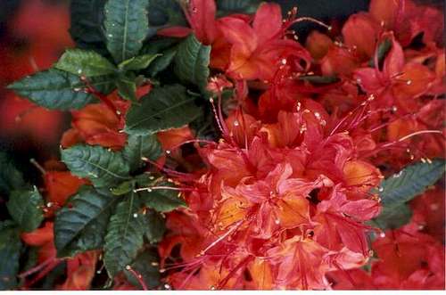 The beauty of flame azaleas...