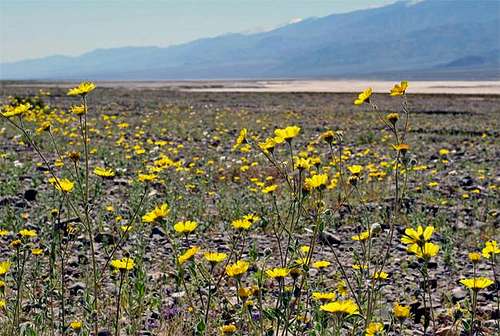 Death Valley wildflowers in...