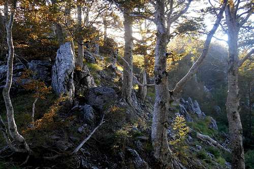 Beech forest (Monte La Caccia, Orsomarso)