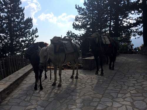 Mules at the refuge